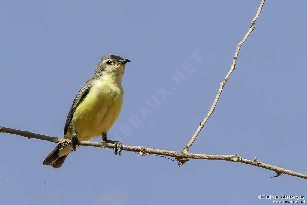 Souimanga du Nil femelle adulte
