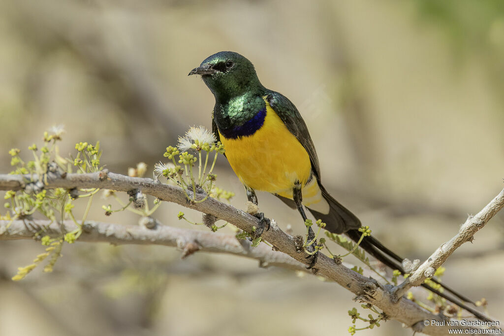 Souimanga du Nil mâle adulte