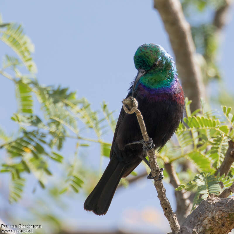 Tsavo Sunbird male adult, pigmentation