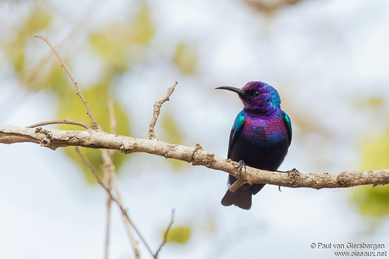 Splendid Sunbird