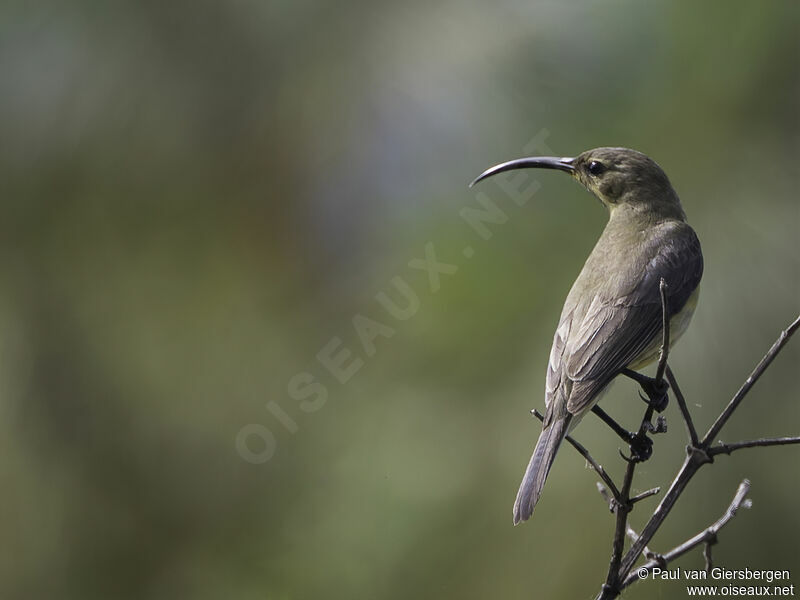 Malachite Sunbird female adult