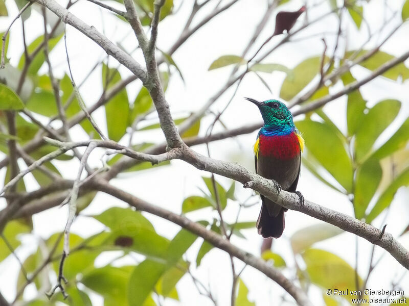 Tiny Sunbird