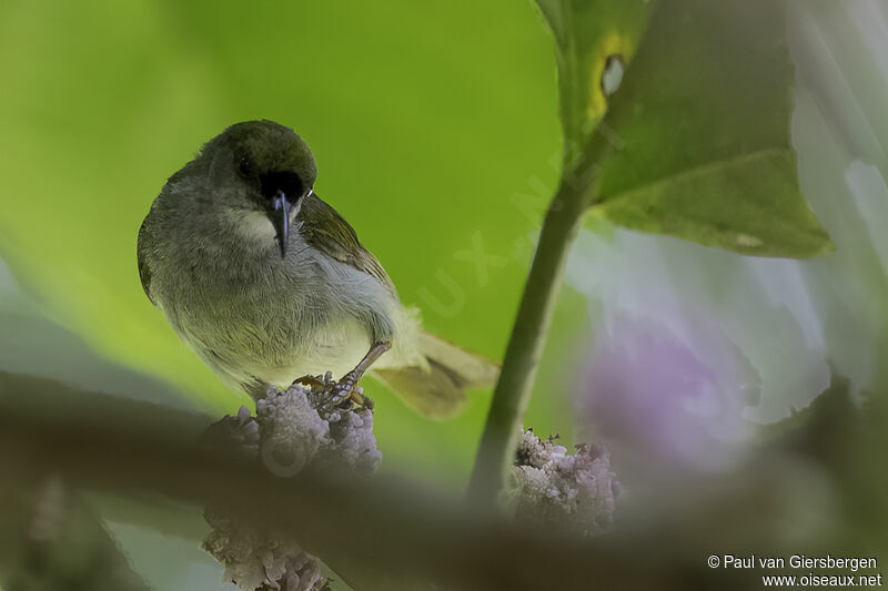 Plain Sunbird male adult