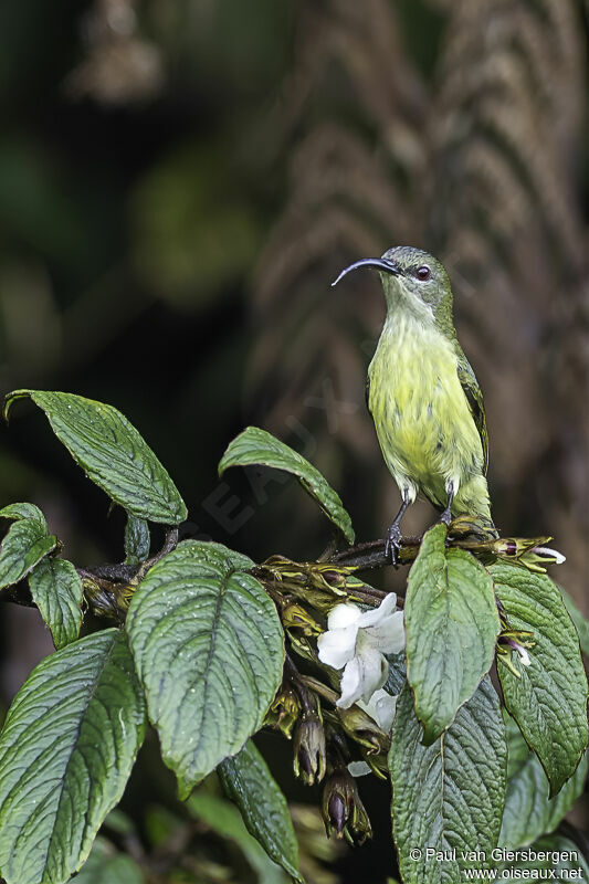 Metallic-winged Sunbird female adult