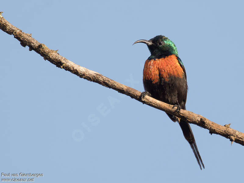 Black-bellied Sunbird male adult, close-up portrait