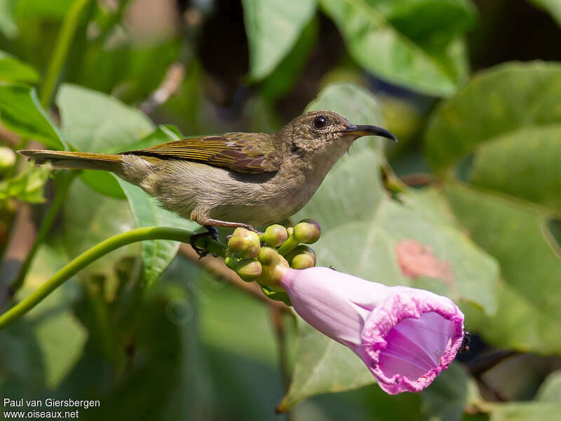 Olive Sunbirdadult, identification