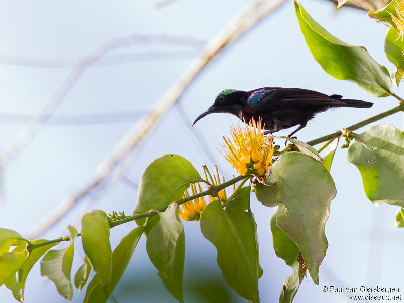 Black Sunbird male adult