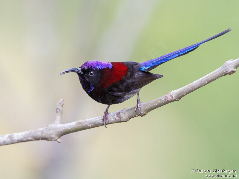 Black-throated Sunbird male adult