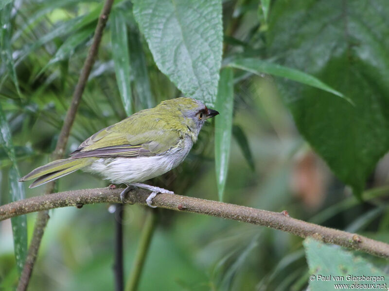 Black-billed Peppershrike