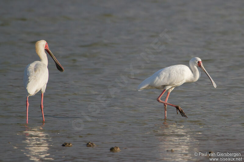 African Spoonbill