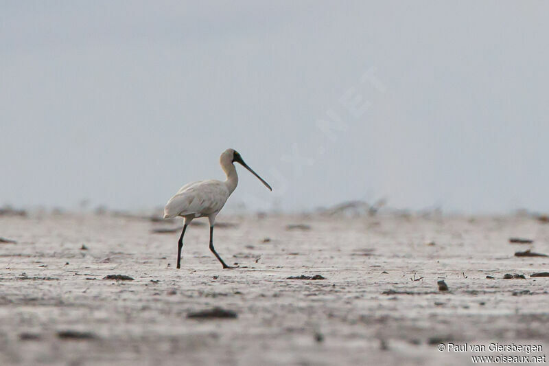 Royal Spoonbill