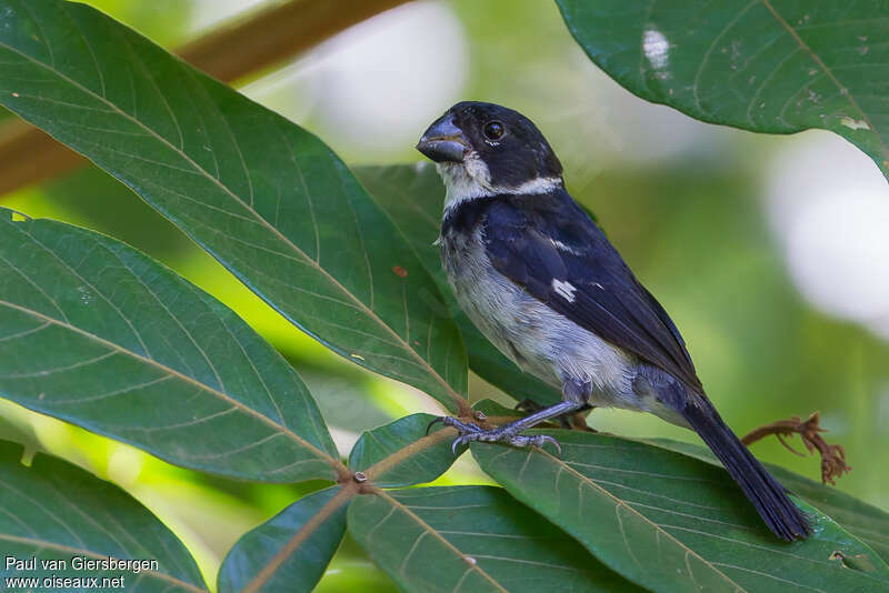 Wing-barred Seedeater male adult, identification