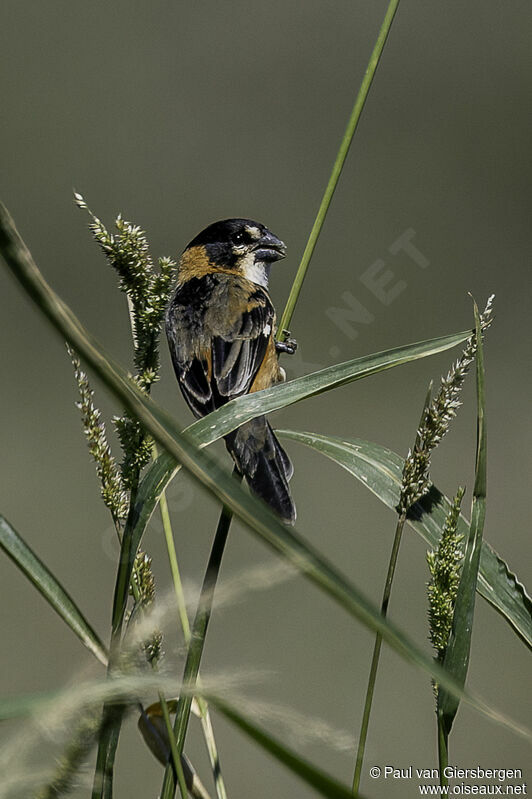 Rusty-collared Seedeater male adult