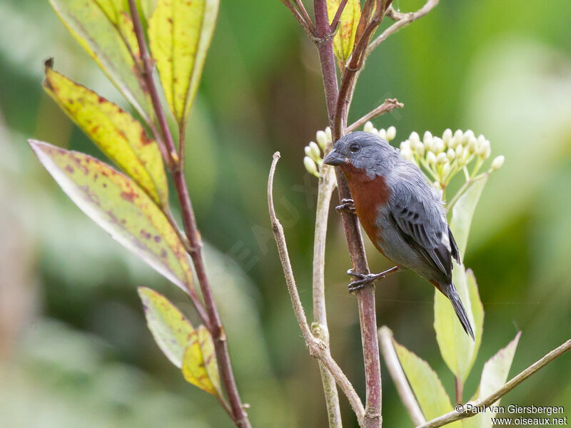 Chestnut-bellied Seedeater