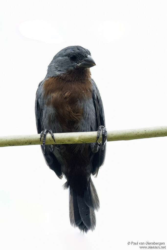 Chestnut-bellied Seedeateradult