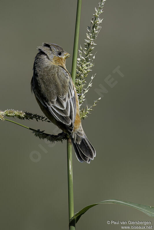 Tawny-bellied Seedeater male adult