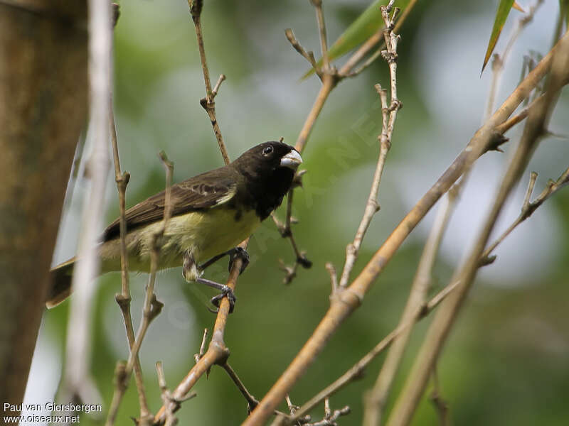 Sporophile à ventre jaune mâle adulte, habitat, pigmentation