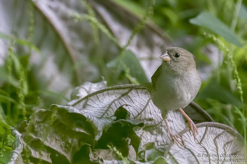 Black-faced Grassquit female adult