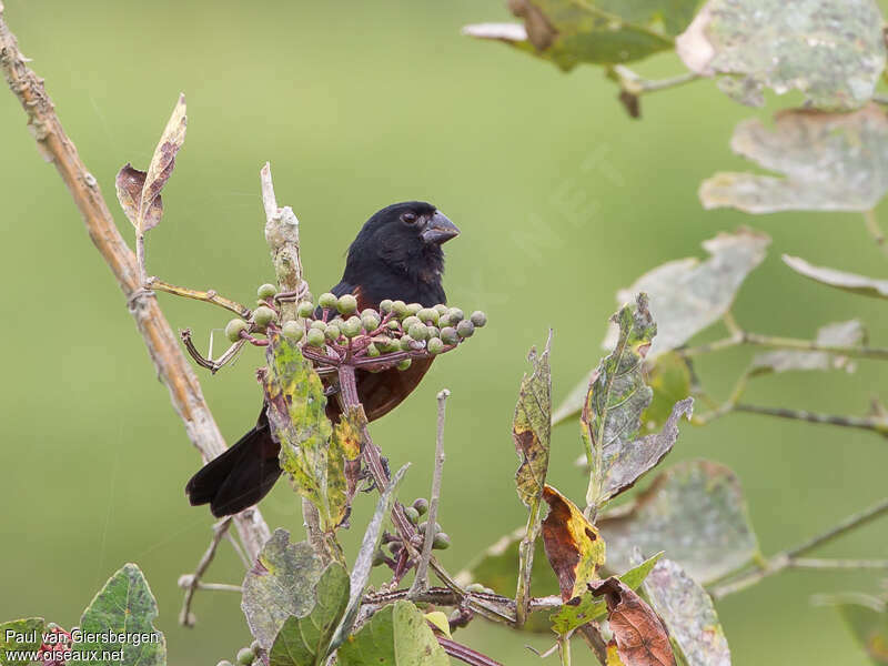 Chestnut-bellied Seed Finch male adult, feeding habits