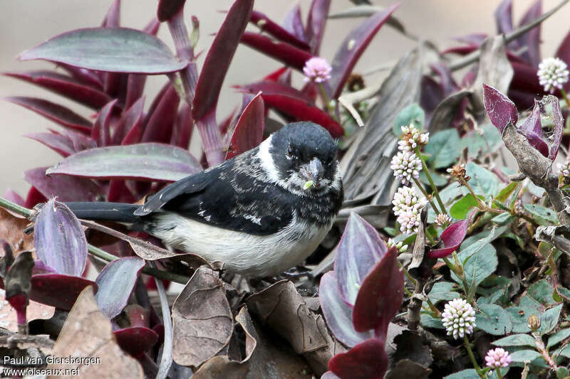 Sporophile de Morelet mâle adulte, mange