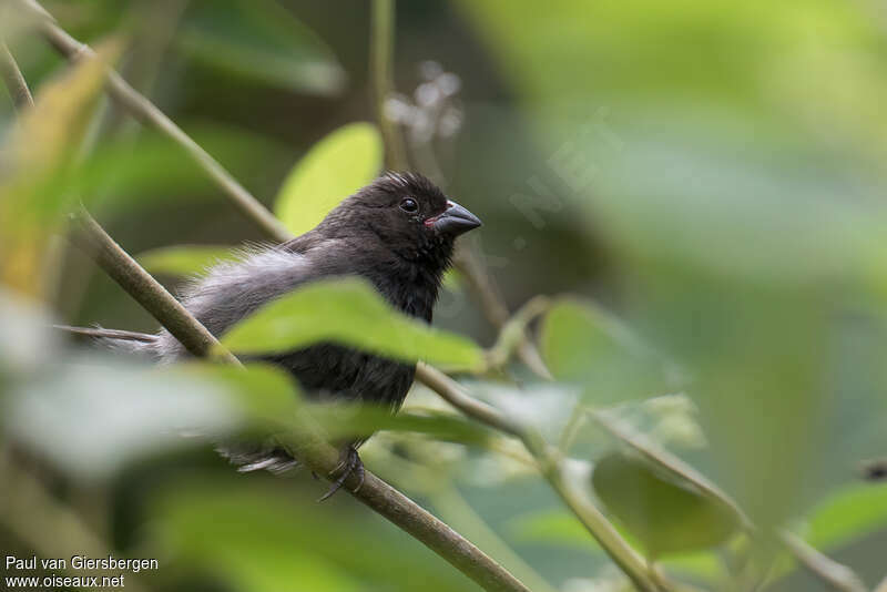 Sooty Grassquit male adult, habitat, pigmentation