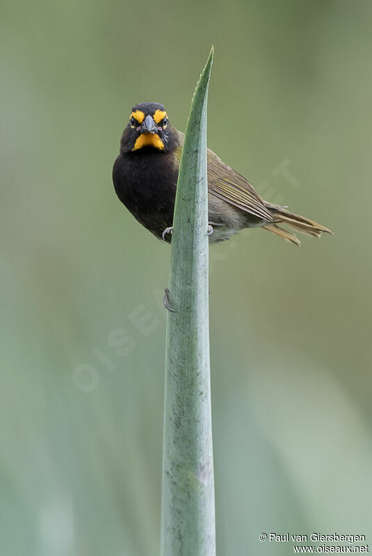 Yellow-faced Grassquitadult