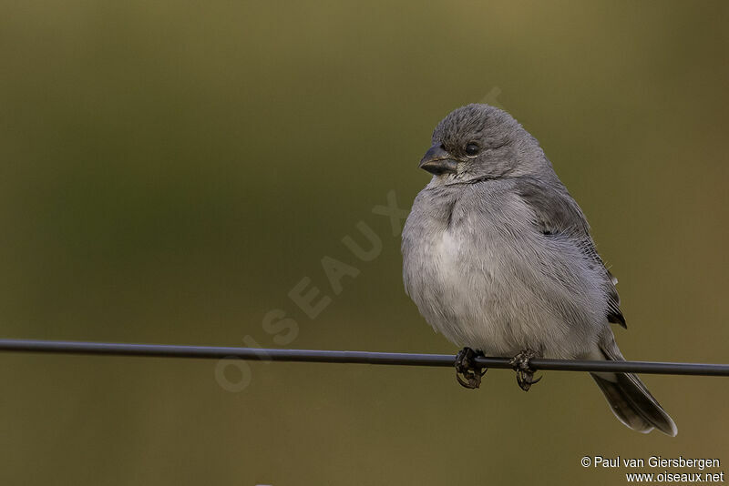 Plumbeous Seedeateradult