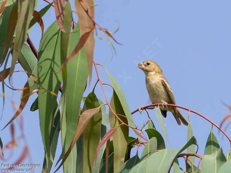 Parrot-billed Seedeater female adult, identification