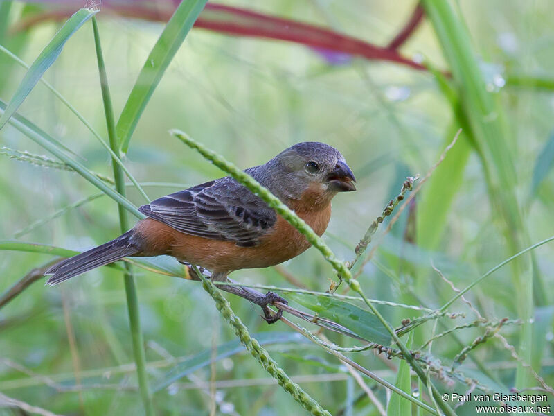 Ruddy-breasted Seedeater