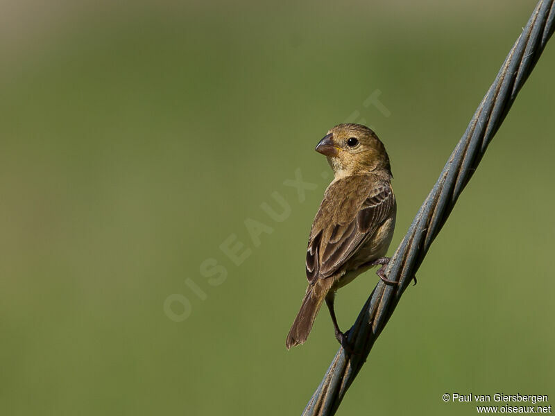 Ruddy-breasted Seedeater female adult