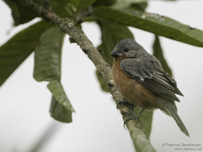 Ruddy-breasted Seedeater male adult