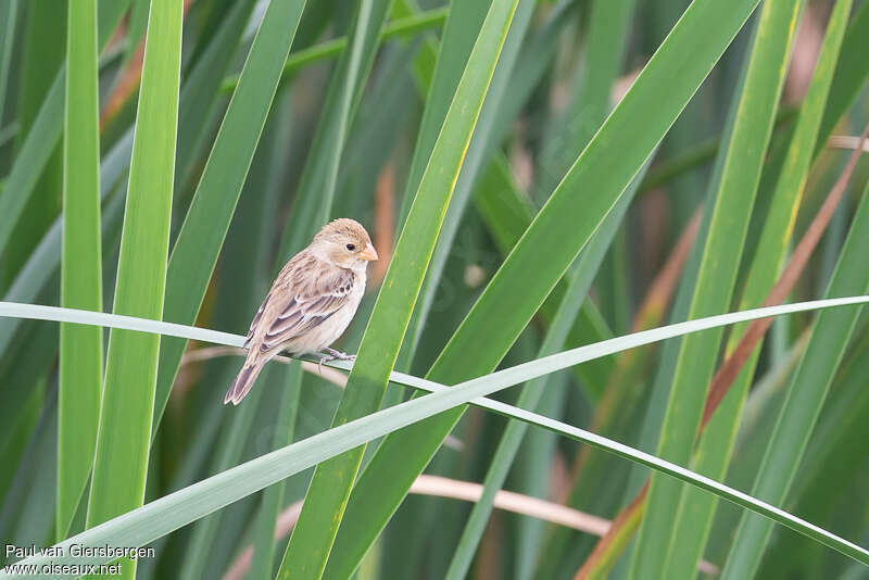 Chestnut-throated Seedeater female, identification