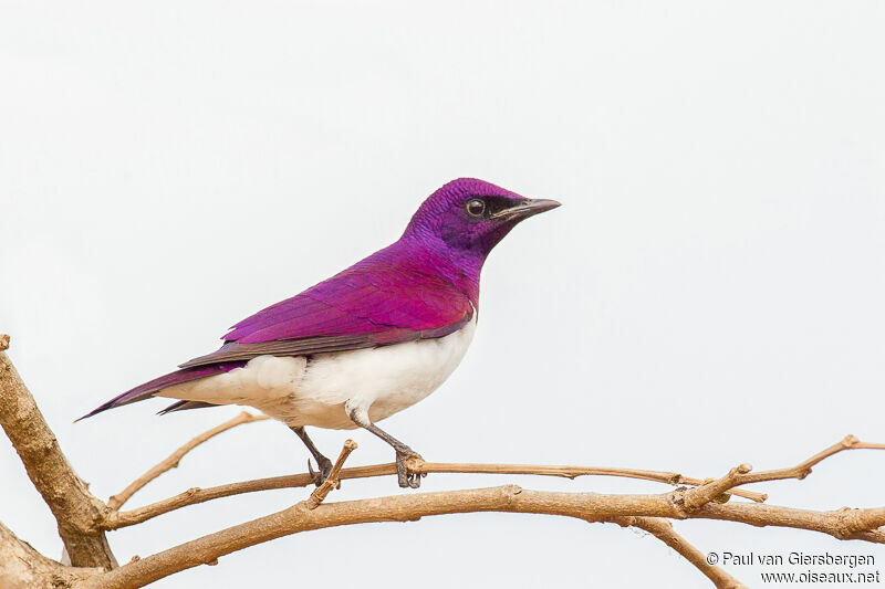 Violet-backed Starling male adult