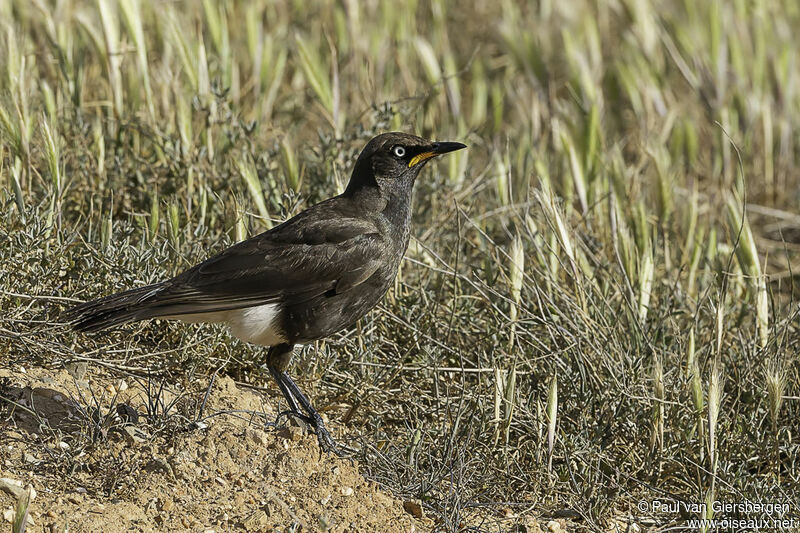 Pied Starlingadult