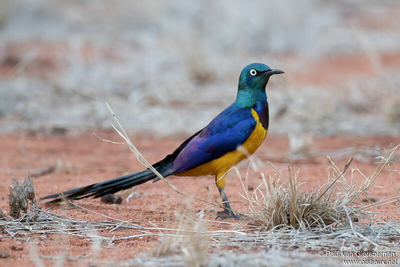 Golden-breasted Starlingadult