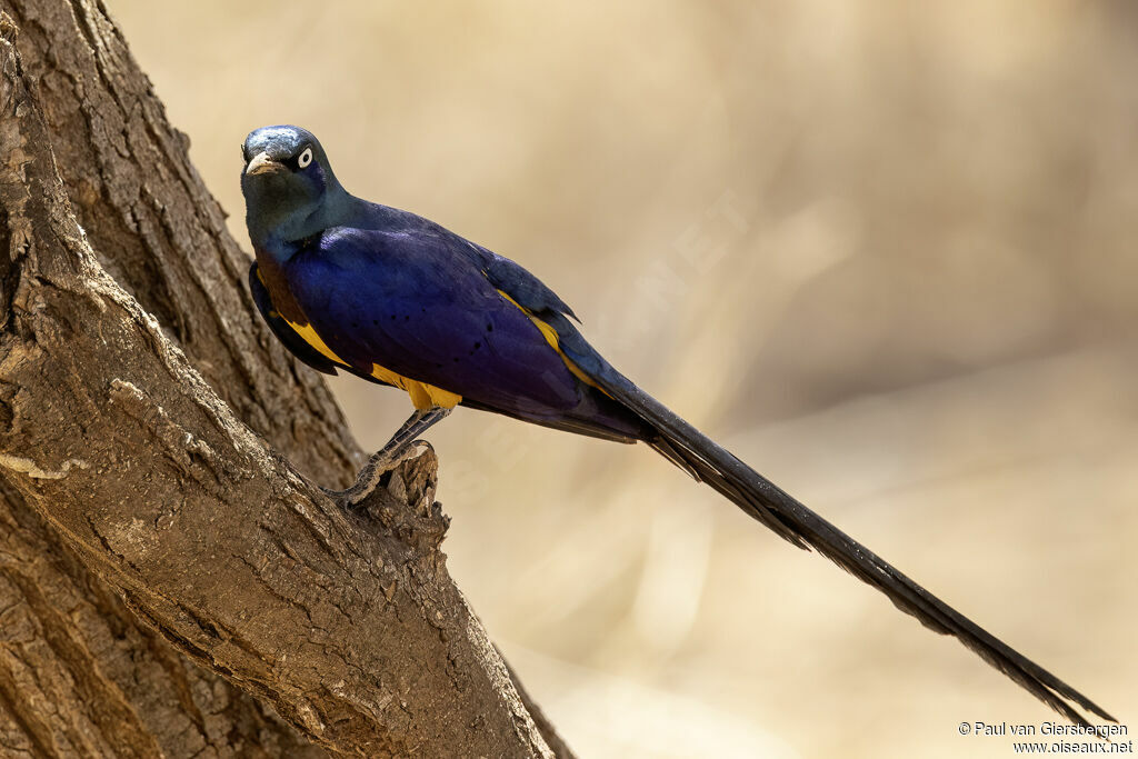 Spréo royal - Choucador royal<br />adulte