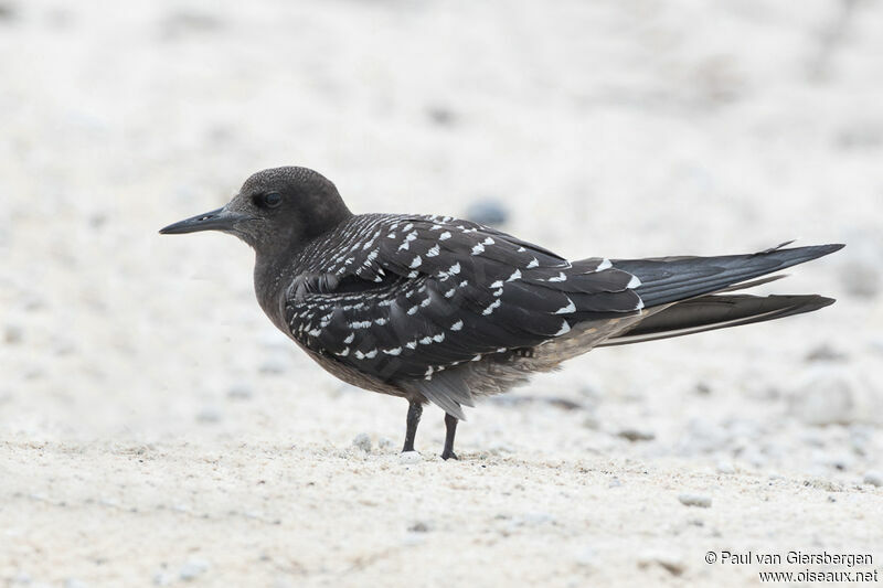 Sooty Ternjuvenile