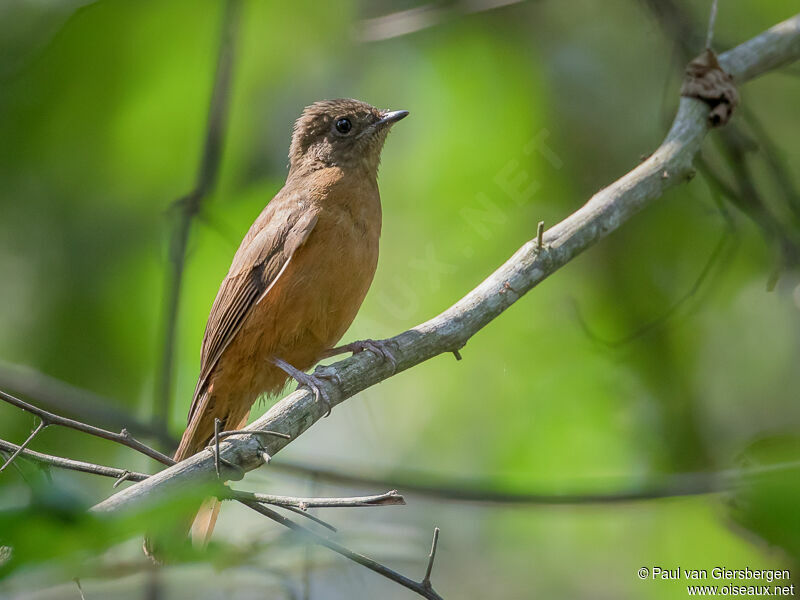 Fraser's Rufous Thrush