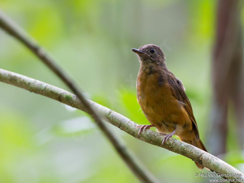 Fraser's Rufous Thrush