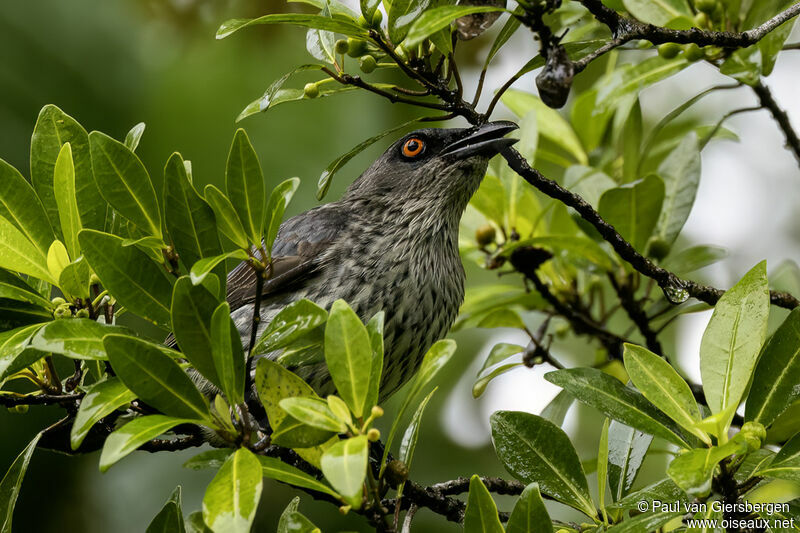 Singing Starlingimmature