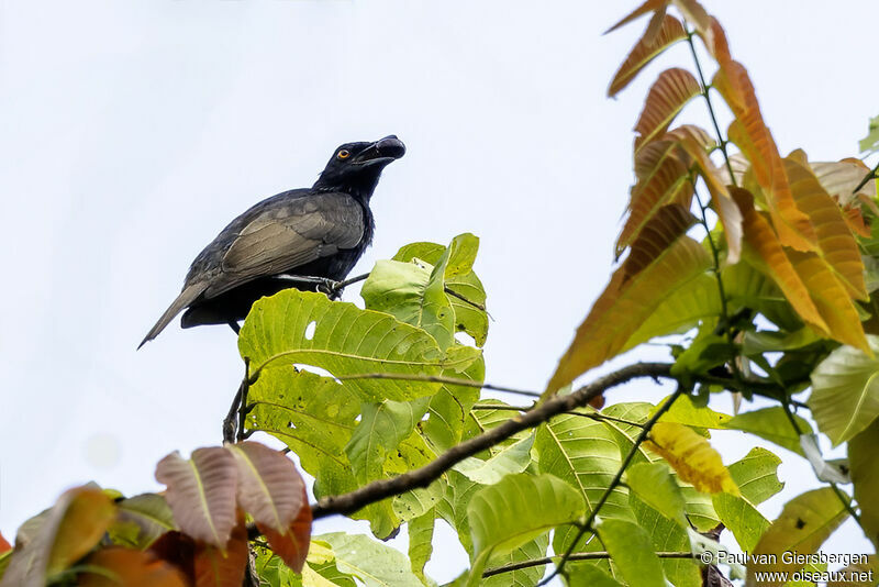 Makira Starlingadult