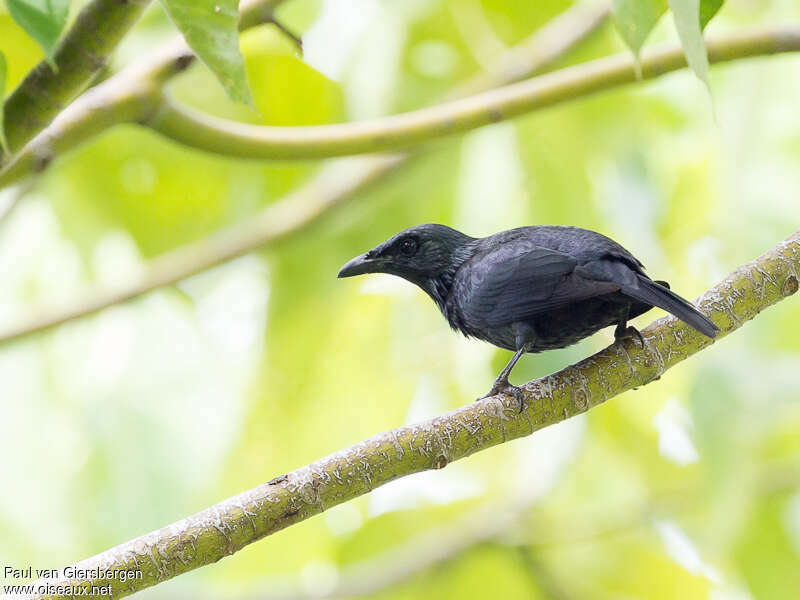 Moluccan Starlingadult, identification