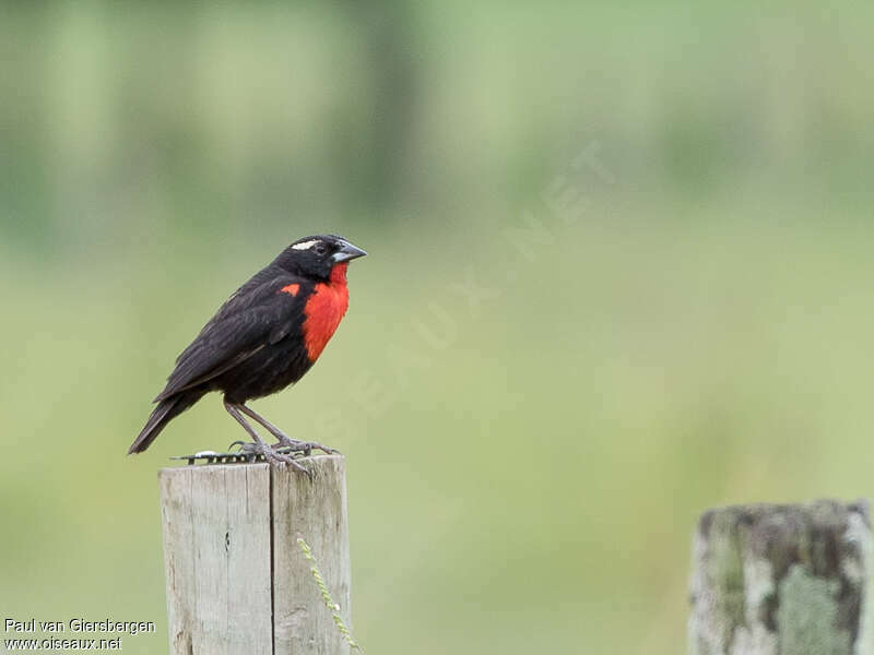 White-browed Blackbird male adult, identification