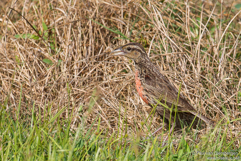 Red-breasted Meadowlark female adult