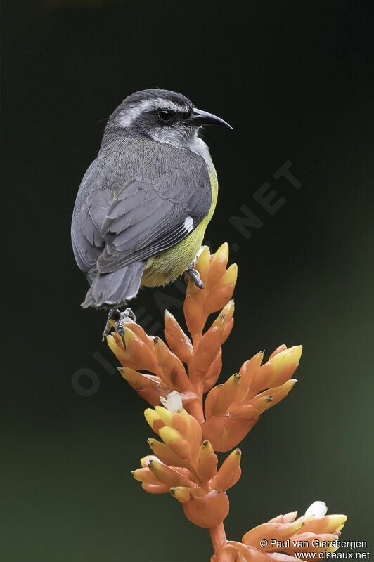 Bananaquitadult