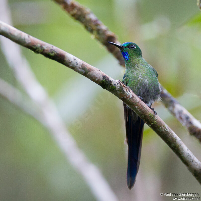 Long-tailed Sylph male adult