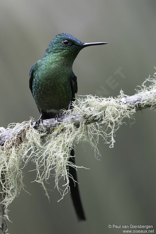 Long-tailed Sylph male adult