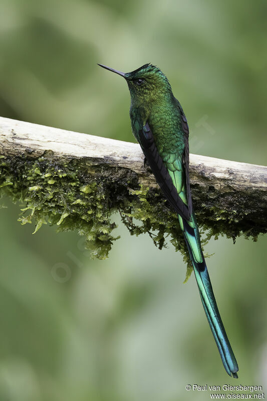 Long-tailed Sylph male adult