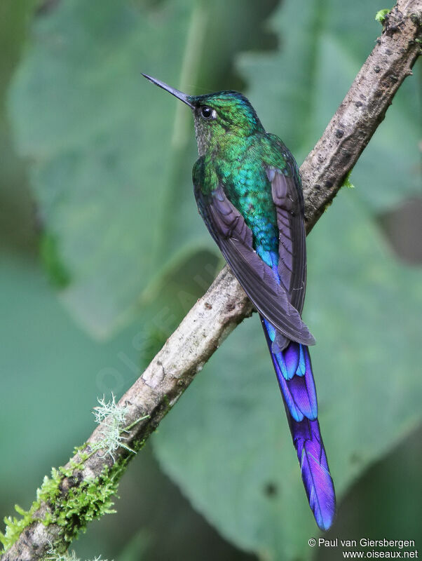 Violet-tailed Sylph male adult