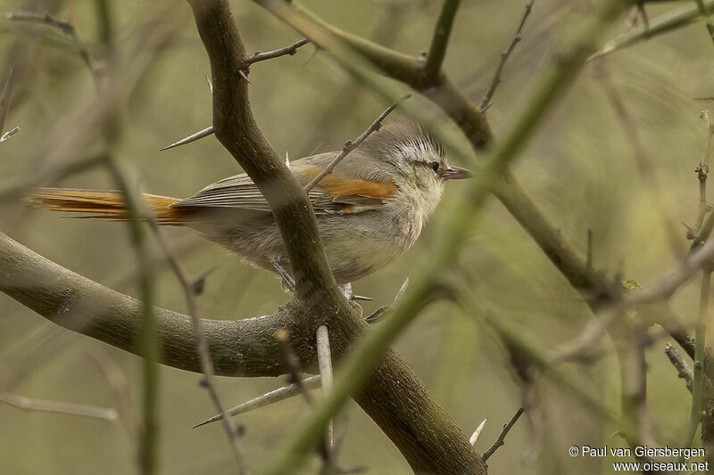 Stripe-crowned Spinetailadult